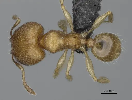 Pheidole flavominuta specimen CASENT0923272 image casent0923272_1