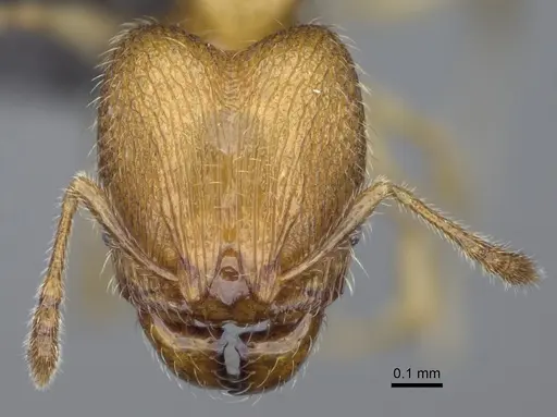 Pheidole flavominuta specimen CASENT0923272 image casent0923272_2