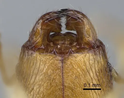 Pheidole flavominuta specimen CASENT0923272 image casent0923272_3