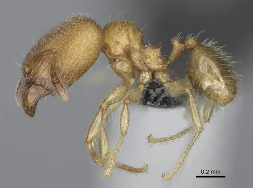 Pheidole flavominuta specimen CASENT0923272 image casent0923272_4