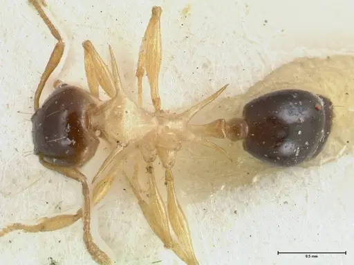 Pheidole flavothoracica specimen FOCOL1568 image focol1568_1