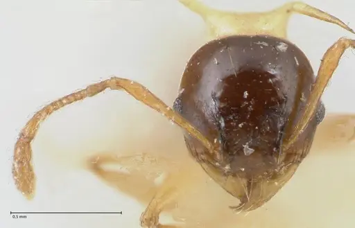 Pheidole flavothoracica specimen FOCOL1568 image focol1568_2