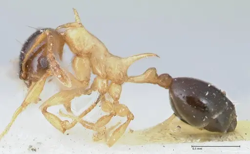 Pheidole flavothoracica specimen FOCOL1568 image focol1568_3