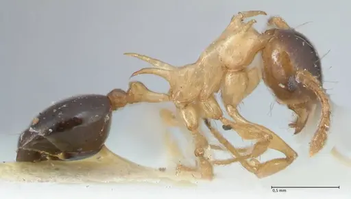 Pheidole flavothoracica specimen FOCOL1568 image focol1568_4