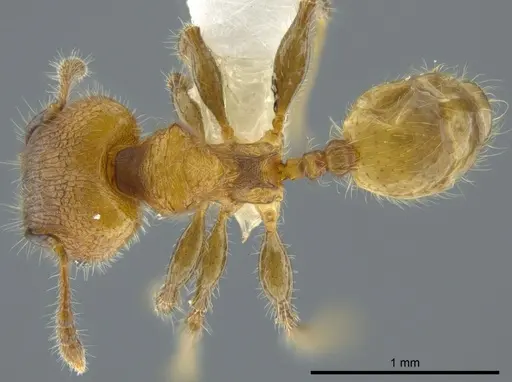Pheidole floricola specimen CASENT0619558 image casent0619558_1
