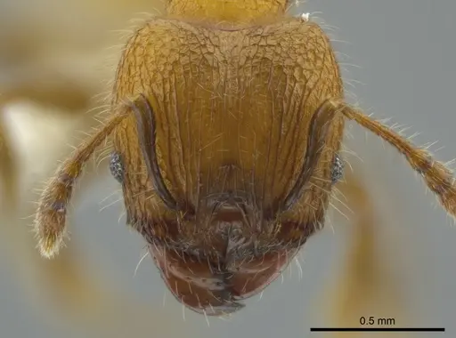 Pheidole floricola specimen CASENT0619558 image casent0619558_2
