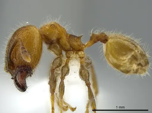 Pheidole floricola specimen CASENT0619558 image casent0619558_3