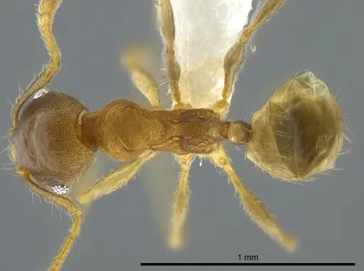 Pheidole floricola specimen CASENT0619559 image casent0619559_1