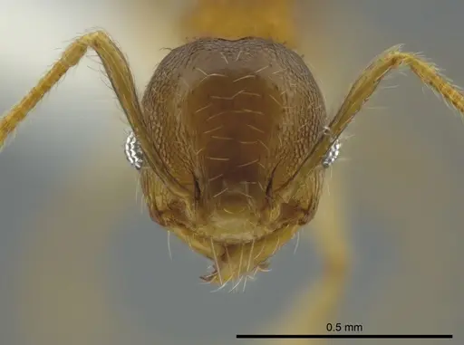 Pheidole floricola specimen CASENT0619559 image casent0619559_2