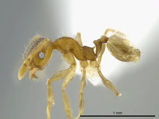 Pheidole floricola specimen CASENT0619559 image casent0619559_3