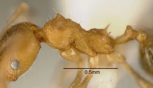 Pheidole floricola specimen CASENT0635468 image casent0635468_1