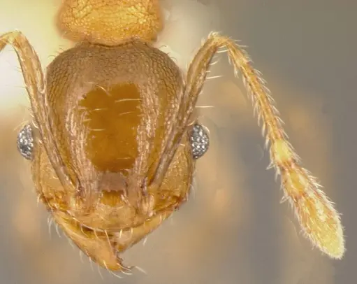 Pheidole floricola specimen CASENT0635468 image casent0635468_2