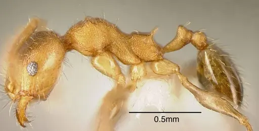 Pheidole floricola specimen CASENT0635468 image casent0635468_3