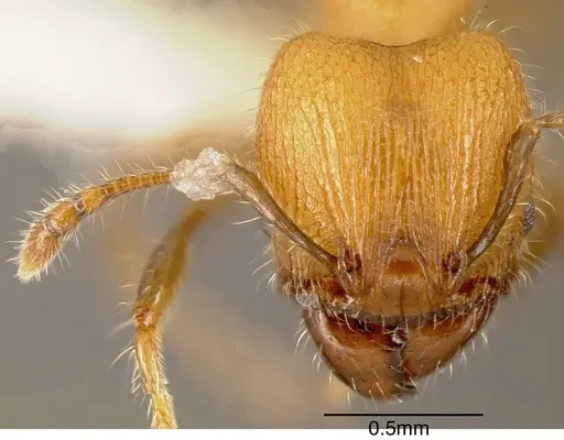 Pheidole floricola specimen INBIOCRI002281350 image inbiocri002281350_1