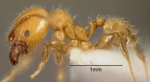 Pheidole floricola specimen INBIOCRI002281350 image inbiocri002281350_2