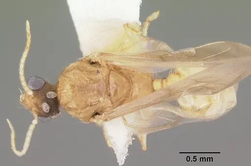 Pheidole floridana specimen CASENT0104400 image casent0104400_1