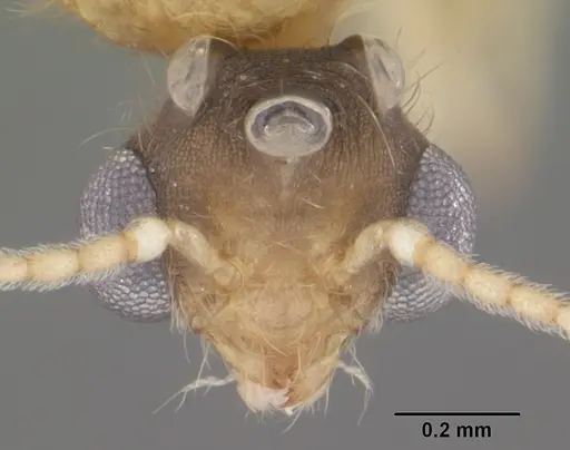 Pheidole floridana specimen CASENT0104400 image casent0104400_2