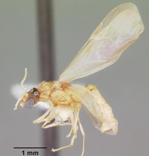 Pheidole floridana specimen CASENT0104400 image casent0104400_4