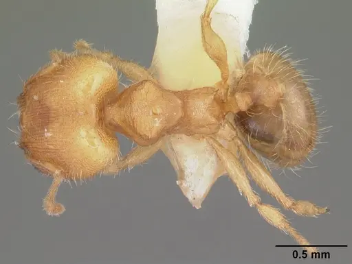 Pheidole floridana specimen CASENT0104401 image casent0104401_1