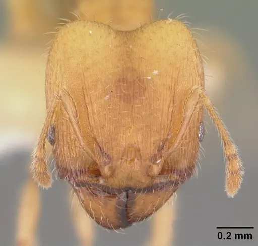 Pheidole floridana specimen CASENT0104401 image casent0104401_2