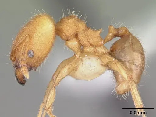 Pheidole floridana specimen CASENT0104401 image casent0104401_3