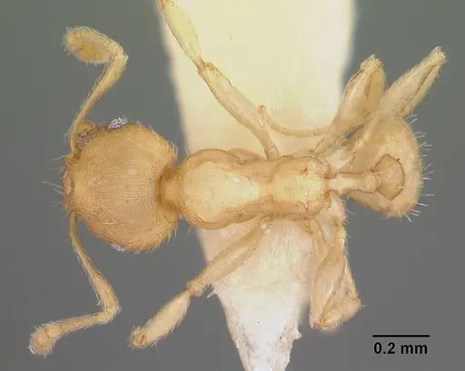 Pheidole floridana specimen CASENT0104402 image casent0104402_1