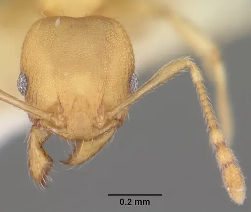 Pheidole floridana specimen CASENT0104402 image casent0104402_2