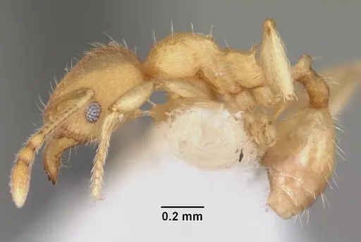 Pheidole floridana specimen CASENT0104402 image casent0104402_3