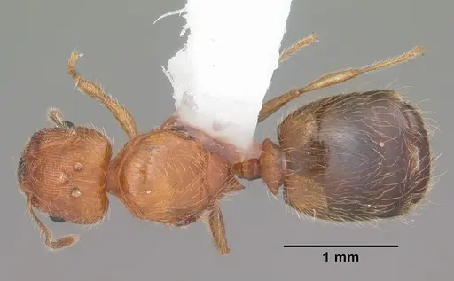 Pheidole floridana specimen CASENT0104403 image casent0104403_1
