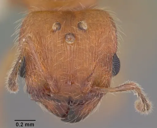 Pheidole floridana specimen CASENT0104403 image casent0104403_2