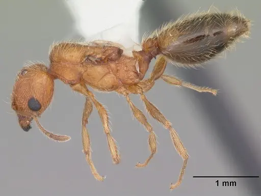 Pheidole floridana specimen CASENT0104403 image casent0104403_3
