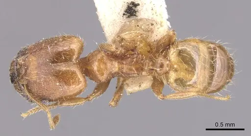 Pheidole floridana specimen CASENT0904424 image casent0904424_1