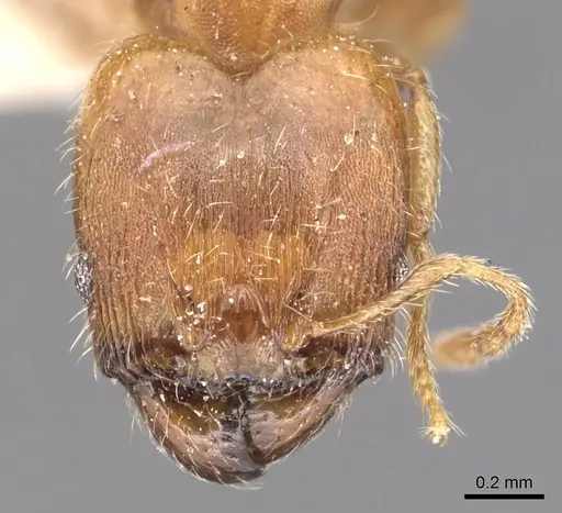 Pheidole floridana specimen CASENT0904424 image casent0904424_2
