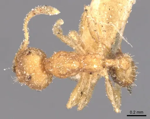 Pheidole floridana specimen CASENT0904425 image casent0904425_1