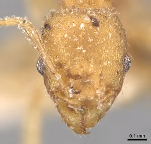 Pheidole floridana specimen CASENT0904425 image casent0904425_2