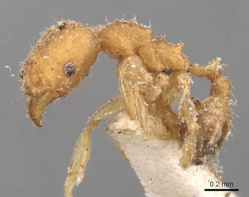 Pheidole floridana specimen CASENT0904425 image casent0904425_3