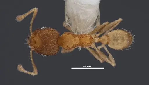 Pheidole floridana specimen FMNHINS0000078504 image fmnhins0000078504_1