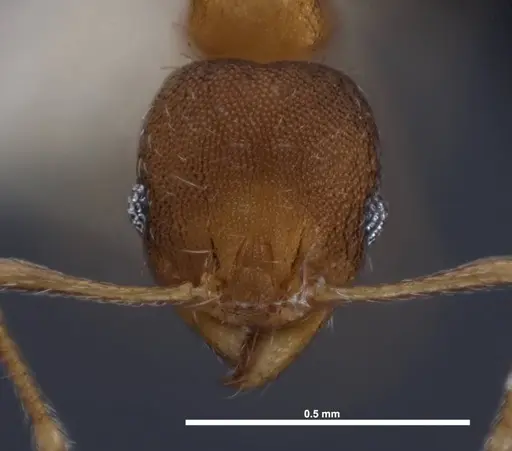 Pheidole floridana specimen FMNHINS0000078504 image fmnhins0000078504_2