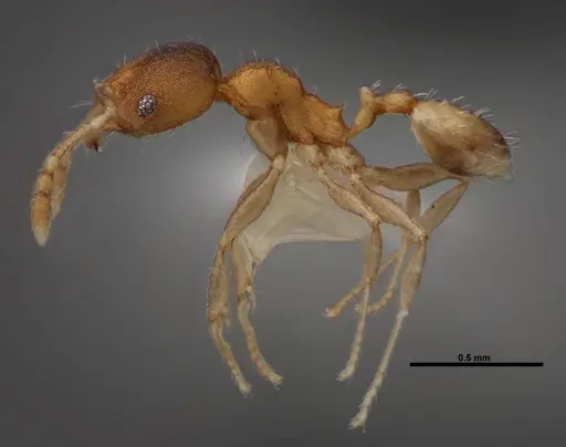 Pheidole floridana specimen FMNHINS0000078504 image fmnhins0000078504_3