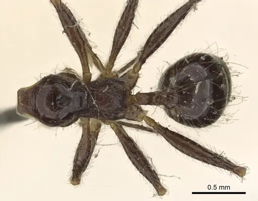 Pheidole foreli specimen CASENT0901304 image casent0901304_1
