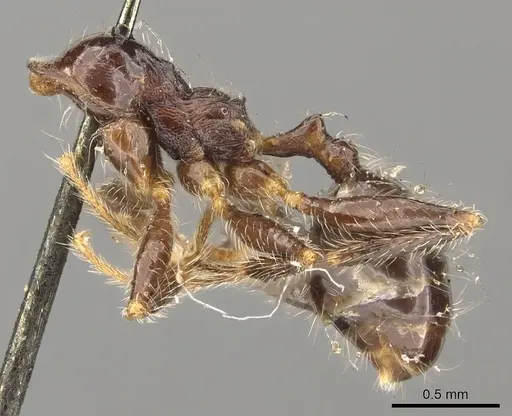 Pheidole foreli specimen CASENT0901304 image casent0901304_3