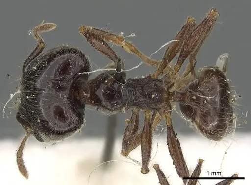 Pheidole foreli specimen CASENT0901305 image casent0901305_1