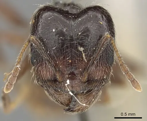 Pheidole foreli specimen CASENT0901305 image casent0901305_2