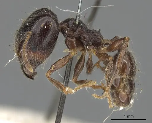 Pheidole foreli specimen CASENT0901305 image casent0901305_3