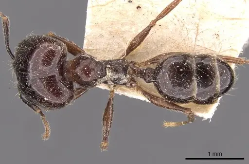 Pheidole foreli specimen CASENT0907779 image casent0907779_1
