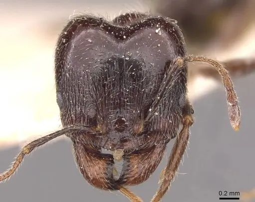 Pheidole foreli specimen CASENT0907779 image casent0907779_2