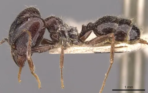 Pheidole foreli specimen CASENT0907779 image casent0907779_3