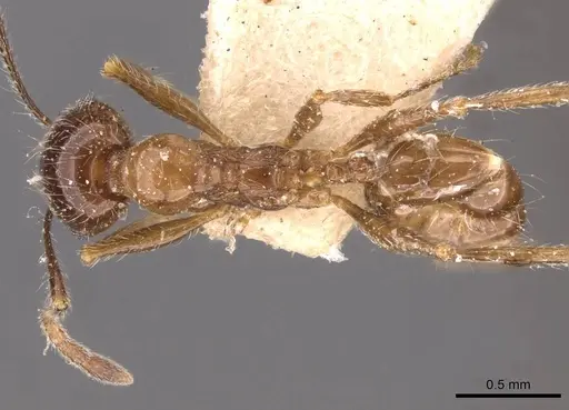 Pheidole foreli specimen CASENT0907780 image casent0907780_1
