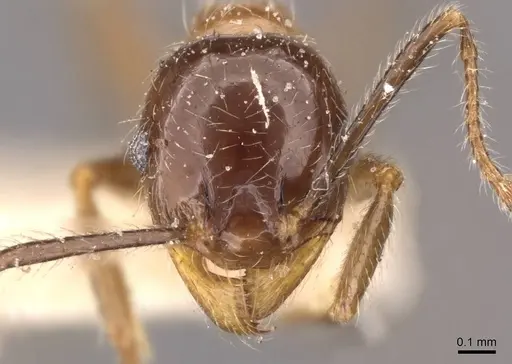 Pheidole foreli specimen CASENT0907780 image casent0907780_2