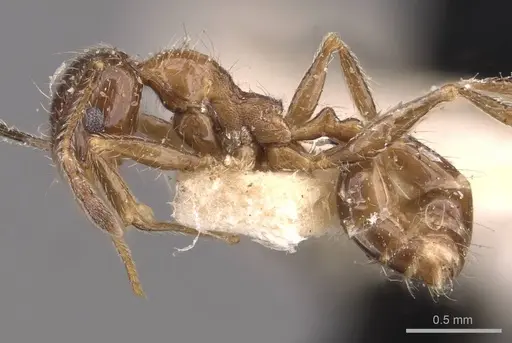 Pheidole foreli specimen CASENT0907780 image casent0907780_3